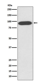 VCP Rabbit Monoclonal Antibody