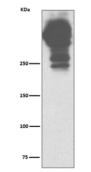 MUC5AC/Mucin 5Ac Rabbit Monoclonal Antibody