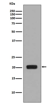 MCSF Rabbit Monoclonal Antibody