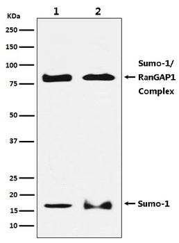 Sumo 1 Rabbit Monoclonal Antibody