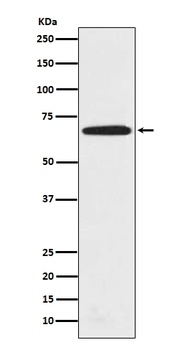 Anti-PRMT5 Rabbit Monoclonal Antibody