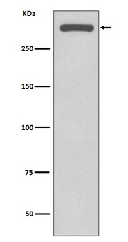 DNA-PKcs PRKDC Rabbit Monoclonal Antibody