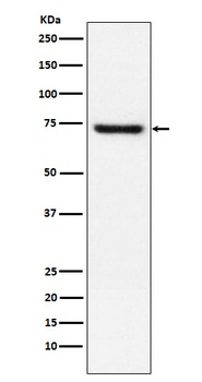 TRF2 Rabbit Monoclonal Antibody