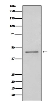 Anti-PAX5/Bsap Rabbit Monoclonal Antibody