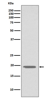 Glucagon GCG Rabbit Monoclonal Antibody