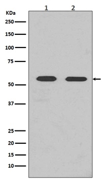 Fyn Rabbit Monoclonal Antibody