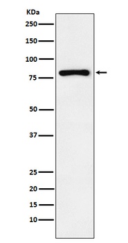 Egr1 Rabbit Monoclonal Antibody