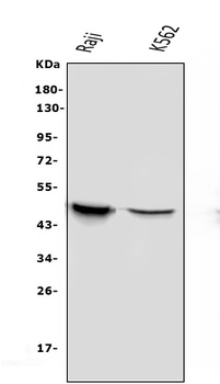 APOBEC3G Antibody (monoclonal, 6C2)