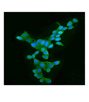 Anti-APOBEC3G Antibody (monoclonal, 6C2)
