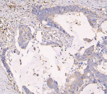 Anti-APOBEC3G Antibody (monoclonal, 6C2)