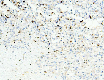 Anti-APOBEC3G Antibody (monoclonal, 6C2)
