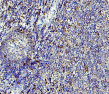 Anti-APOBEC3G Antibody (monoclonal, 6C2)