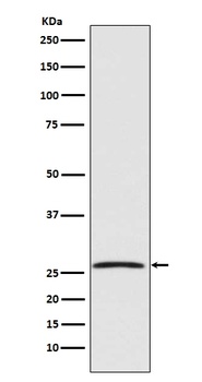 GDNF Rabbit Monoclonal Antibody