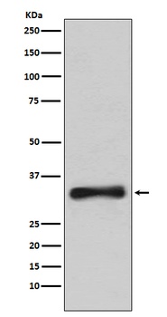 Emerin Rabbit Monoclonal Antibody