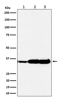 HuR/ELAVL1 Rabbit Monoclonal Antibody