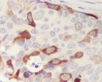 Anti-Cyclin B1 CCNB1 Rabbit Monoclonal Antibody