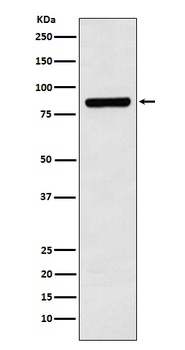 Cullin 3 Rabbit Monoclonal Antibody