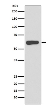 SOX10 Rabbit Monoclonal Antibody