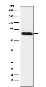 RBPJK Rabbit Monoclonal Antibody