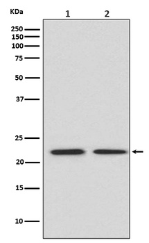 FGF21 Rabbit Monoclonal Antibody