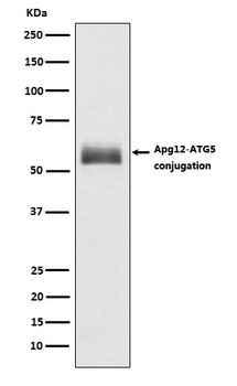 Apg12 Rabbit Monoclonal Antibody