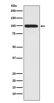 Anti-LRP1/Lrp 1 Cluster Ii Rabbit Monoclonal Antibody