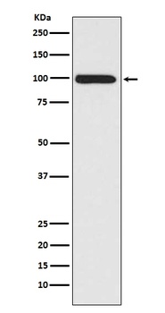 LRP1/Lrp 1 Cluster Ii Rabbit Monoclonal Antibody