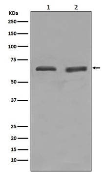 Anti-YY1 Rabbit Monoclonal Antibody