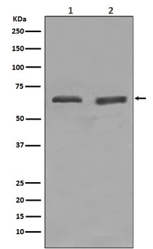 YY1 Rabbit Monoclonal Antibody