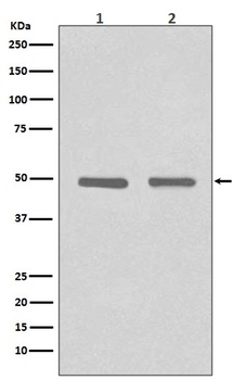 HDAC3 Rabbit Monoclonal Antibody
