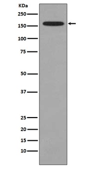 KMT4 / Dot1L Rabbit Monoclonal Antibody
