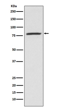 5 Lipoxygenase ALOX5 Monoclonal Antibody