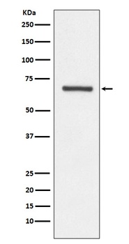 Angiopoietin 1 ANGPT1 Rabbit Monoclonal Antibody