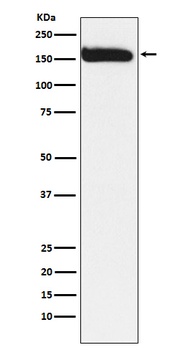 KAT13A / SRC1 Monoclonal Antibody