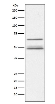 IKK gamma IKBKG Rabbit Monoclonal Antibody