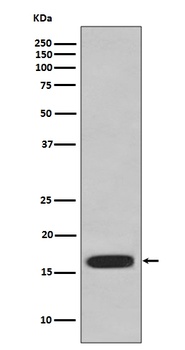 CD59 Rabbit Monoclonal Antibody