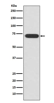 ATF2 Rabbit Monoclonal Antibody