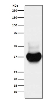 BST2 Monoclonal Antibody