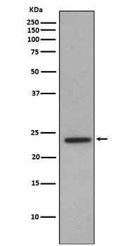 Anti-Id1 Rabbit Monoclonal Antibody