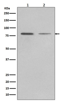 GRP78 BiP HSPA5 Rabbit Monoclonal Antibody