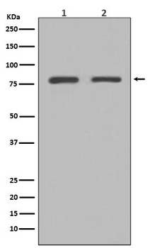 GRP78 BiP HSPA5 Rabbit Monoclonal Antibody