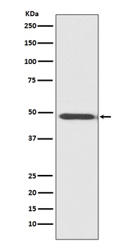 MyoD1/Myod Rabbit Monoclonal Antibody