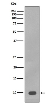 Anti-S100B/S100 Beta Rabbit Monoclonal Antibody