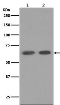 Anti-AMPK alpha 1 PRKAA1 Rabbit Monoclonal Antibody