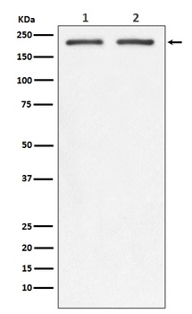 Integrin beta 4 ITGB4 Rabbit Monoclonal Antibody