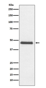 CNPase Rabbit Monoclonal Antibody