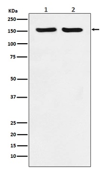 ROCK2 Monoclonal Antibody