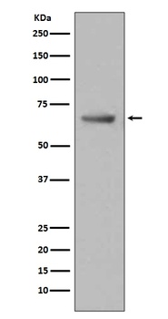 Anti-Paxillin PXN Rabbit Monoclonal Antibody