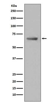 Paxillin PXN Rabbit Monoclonal Antibody