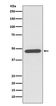 NeuroD1 Rabbit Monoclonal Antibody